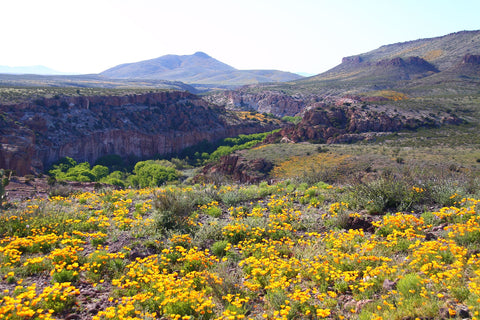 Wildflower Blooms in the Southwest
