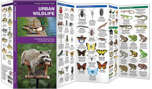 Pocket Naturalist: Urban Wildlife