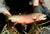 Wildlife Finds: Greenback Cutthroat Trout