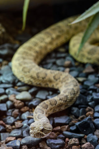 Wildlife Finds: Hopi Rattlesnake