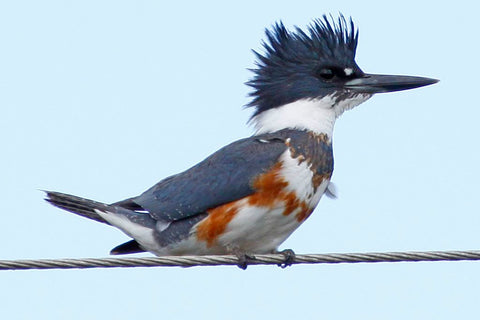 Wildlife Finds: Belted Kingfishers