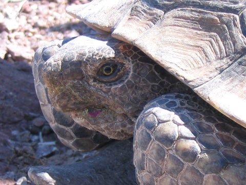 Wildlife Finds: Mojave Desert Tortoises