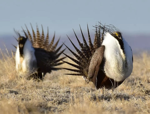 Wildlife Finds: Greater Sage-Grouse