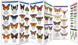 Pocket Naturalist: Southwestern Butterflies & Moths