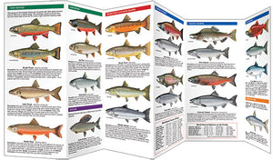 Pocket Naturalist: Trout & Salmon of North America