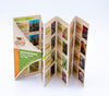 Pocket Guide: Cacti & Succulents of the Desert Southwest