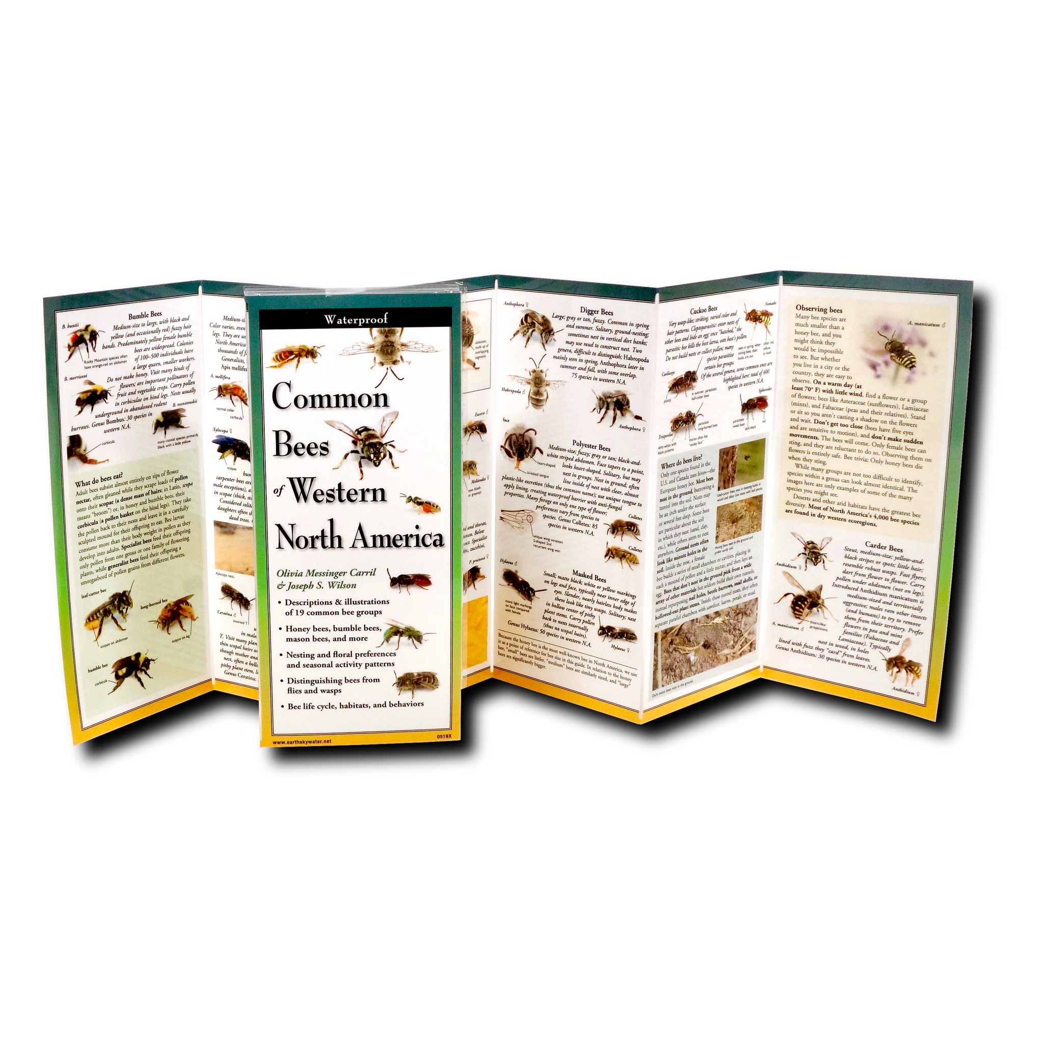 Pocket Guide: Common Bees of Western North America – Public Lands ...