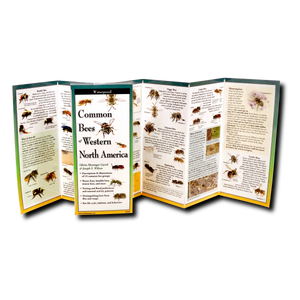 Pocket Guide: Common Bees of Western North America