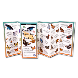 Pocket Guide: Common & Some Exotic Butterflies of the Southwest
