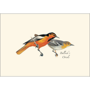 Boxed Notecards: Western Birds