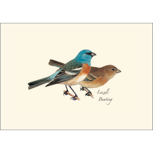 Boxed Notecards: Western Birds