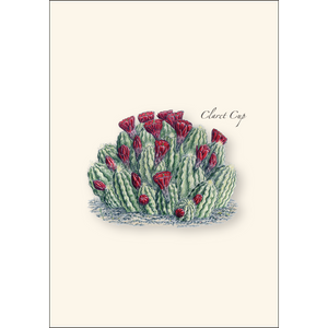 Boxed Notecards: Cacti Assortment II