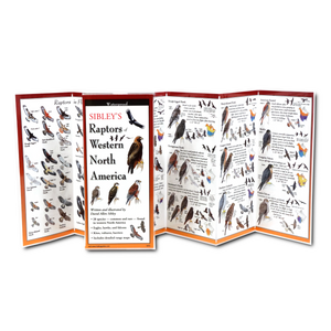 Pocket Guide: Sibley's Raptors of Western North America